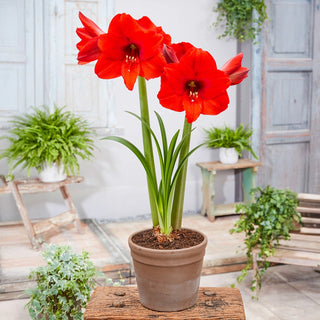 Hardy Garden Amaryllis Royal Dream