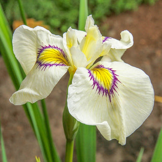 Iris pseudata Cat's Eye