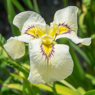 Iris pseudata Cat's Eye