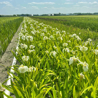 Iris pseudata Cat's Eye