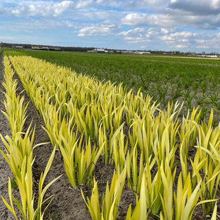 Iris pseudata Cat's Eye