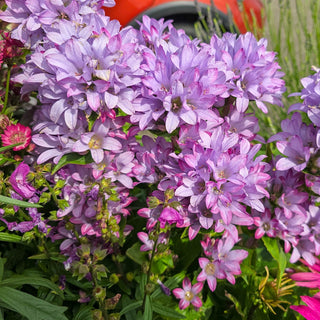 Clustered Bellflower Caroline