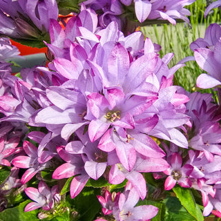 Clustered Bellflower Caroline