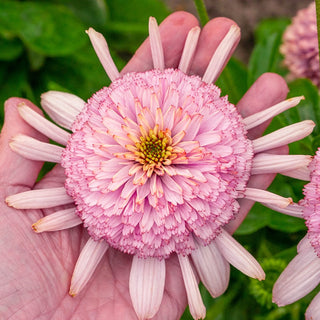 Coneflower Candy Floss