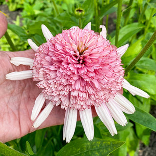 Coneflower Candy Floss