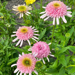 Coneflower Candy Floss