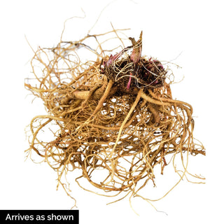 Coneflower Candy Floss