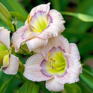 Daylily David Kirchhoff