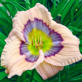 Daylily David Kirchhoff