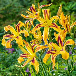 Daylily Free Wheelin