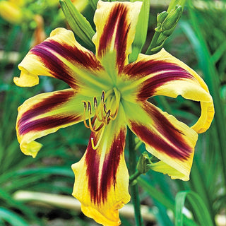 Daylily Free Wheelin