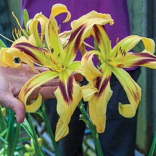 Daylily Free Wheelin