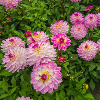 Border Decorative Dahlia Sincerity