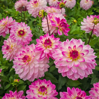 Border Decorative Dahlia Sincerity
