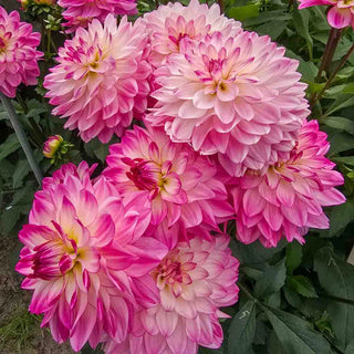 Border Decorative Dahlia Sincerity