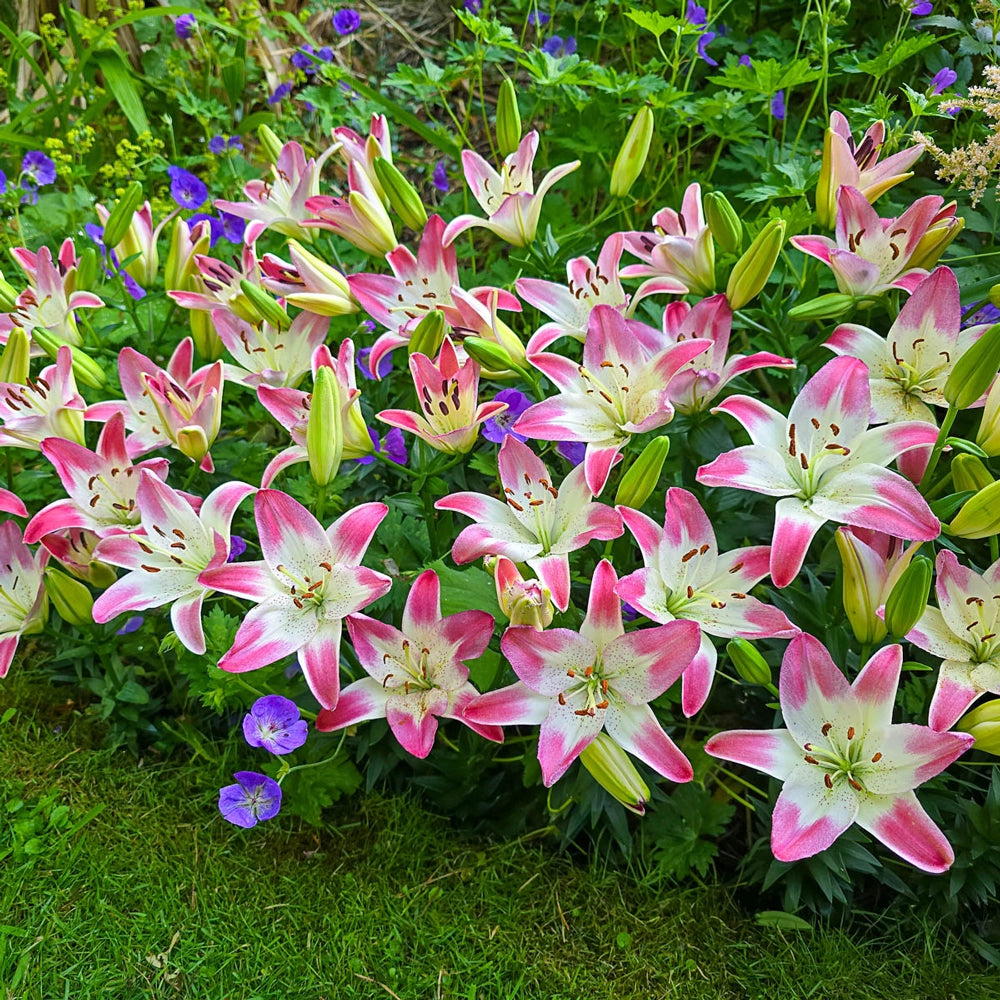 asiatic lollipop lilies Lily Lollypop