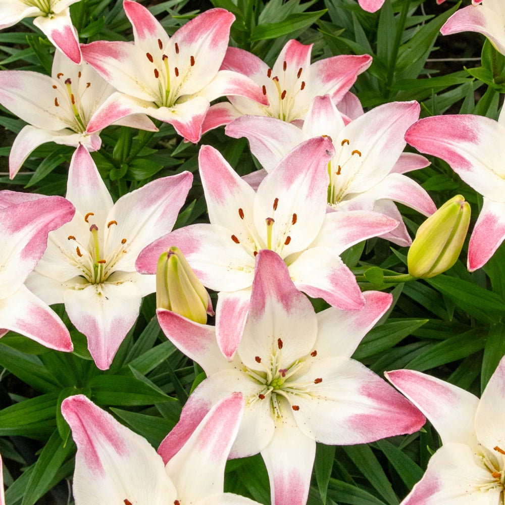 asiatic lollipop lilies Lollypop Lily