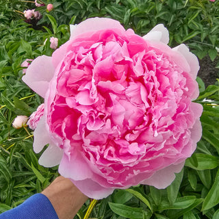Peony Hermione