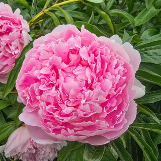 Peony Hermione
