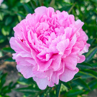 Peony Sarah Bernhardt Unique™