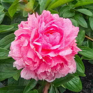 Peony Sarah Bernhardt Unique™