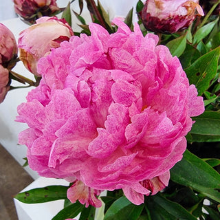 Peony Sarah Bernhardt Unique™