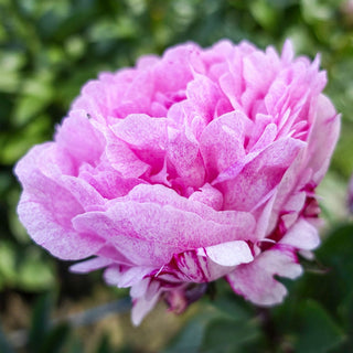 Peony Sarah Bernhardt Unique™