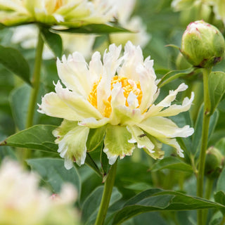 Peony Green Lotus