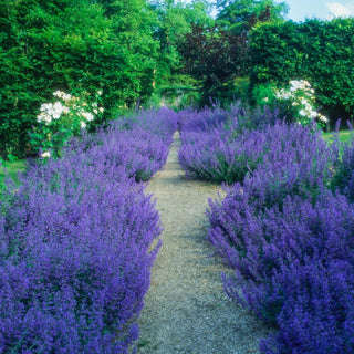 Nepeta Six Hills Giant