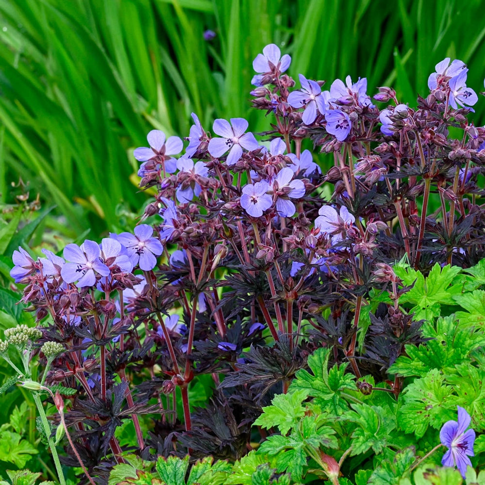 black geranium seeds Hardy Geranium Dark Reiter