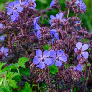 Hardy Geranium Dark Reiter