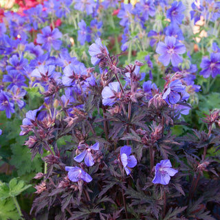 Hardy Geranium Dark Reiter