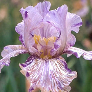 German Iris Python'z Parasol