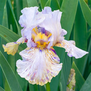 German Iris Python'z Parasol
