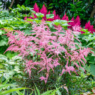 Astilbe Pretty in Pink