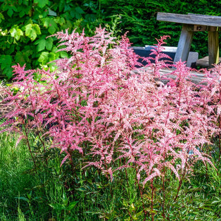 Astilbe Pretty in Pink