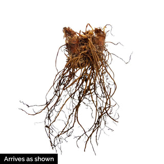 Astilbe Pretty in Pink