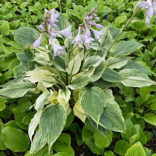 Hosta Silver Feather