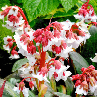 Bergenia Fire and Ice