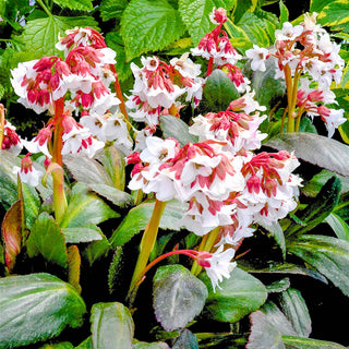 Bergenia Fire and Ice