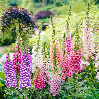 Excelsior Foxglove Mixture