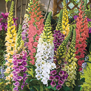 Excelsior Foxglove Mixture