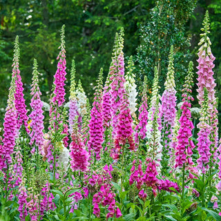 Excelsior Foxglove Mixture