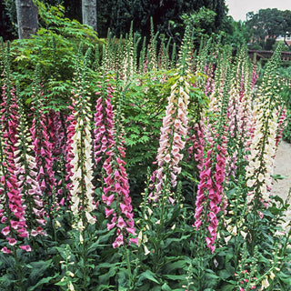 Excelsior Foxglove Mixture