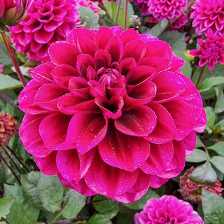 Border Decorative Dahlia Garden Mystery