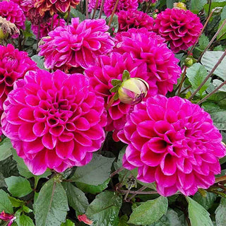 Border Decorative Dahlia Garden Mystery