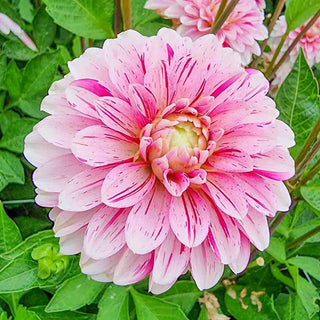 Decorative Dahlia Strawberry Cream
