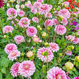 Decorative Dahlia Strawberry Cream