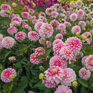 Decorative Dahlia Strawberry Cream