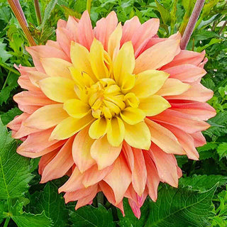 Decorative Dahlia Blushing Lady
